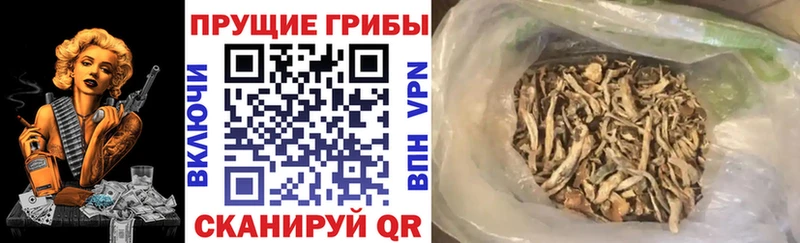 продажа наркотиков  Белый  Галлюциногенные грибы прущие грибы 